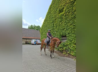 Westfaal, Merrie, 3 Jaar, 170 cm, Bruin