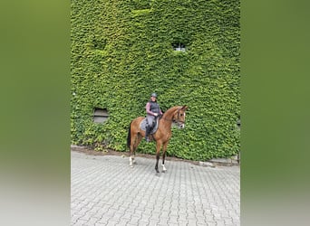 Westfaal, Merrie, 3 Jaar, 170 cm, Bruin