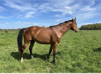 Westfaal, Merrie, 3 Jaar, 170 cm, Bruin
