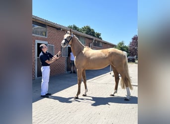 Westfaal, Merrie, 3 Jaar, 170 cm, Palomino