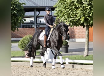 Westfaal, Merrie, 3 Jaar, 170 cm, Zwart