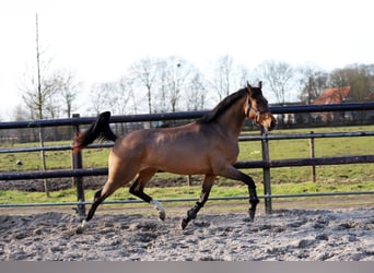 Westfaal, Merrie, 3 Jaar, 172 cm, Bruin