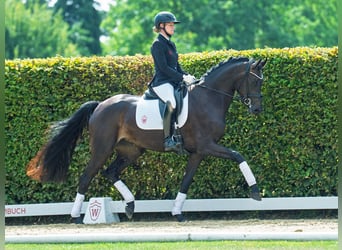 Westfaal, Merrie, 3 Jaar, 172 cm, Bruin