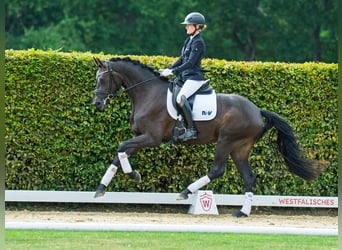 Westfaal, Merrie, 3 Jaar, 172 cm, Bruin