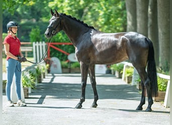 Westfaal, Merrie, 3 Jaar, 172 cm, Bruin