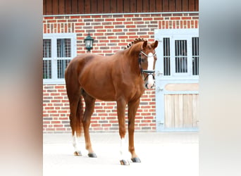 Westfaal, Merrie, 3 Jaar, 172 cm, Vos