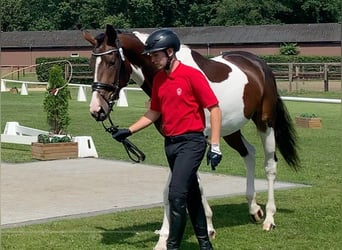 Westfaal, Merrie, 3 Jaar, 174 cm, Gevlekt-paard