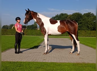 Westfaal, Merrie, 3 Jaar, 174 cm, Gevlekt-paard