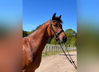Westfaal, Merrie, 3 Jaar, Bruin