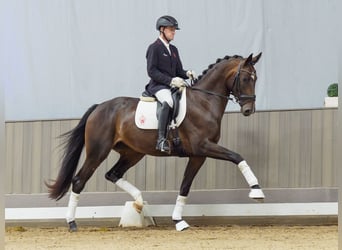 Westfaal, Merrie, 3 Jaar, Donkerbruin
