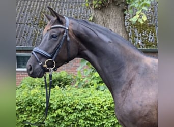 Westfaal, Merrie, 3 Jaar, Zwartbruin