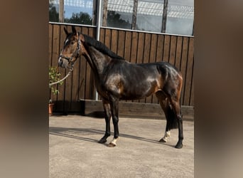 Westfaal, Merrie, 4 Jaar, 157 cm, Donkerbruin