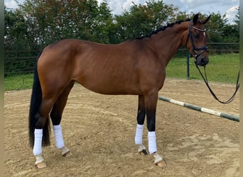 Westfaal, Merrie, 4 Jaar, 158 cm, Bruin