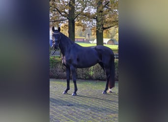 Westfaal, Merrie, 4 Jaar, 158 cm, Zwart