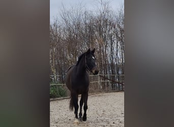 Westfaal, Merrie, 4 Jaar, 160 cm, Bruin