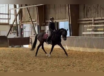 Westfaal, Merrie, 4 Jaar, 160 cm, Bruin