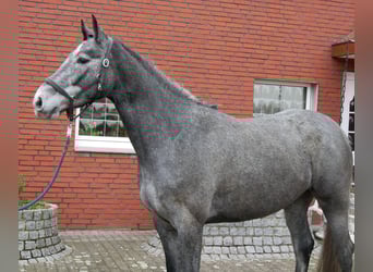 Westfaal, Merrie, 4 Jaar, 160 cm