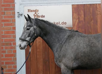 Westfaal, Merrie, 4 Jaar, 160 cm