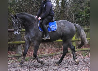 Westfaal, Merrie, 4 Jaar, 160 cm