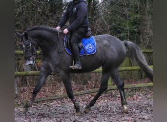 Westfaal, Merrie, 4 Jaar, 160 cm