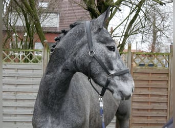 Westfaal, Merrie, 4 Jaar, 160 cm
