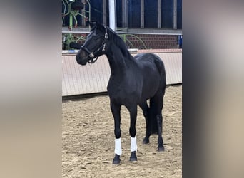 Westfaal, Merrie, 4 Jaar, 160 cm, Zwart