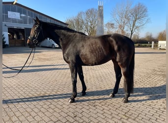 Westfaal, Merrie, 4 Jaar, 160 cm, Zwartbruin