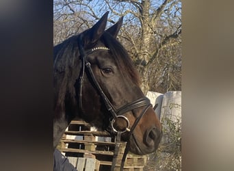 Westfaal, Merrie, 4 Jaar, 160 cm, Zwartbruin