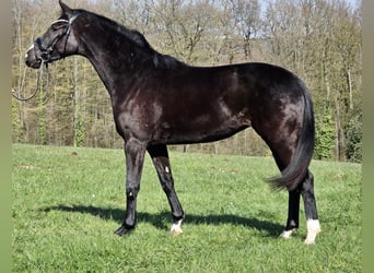 Westfaal, Merrie, 4 Jaar, 161 cm, Zwart