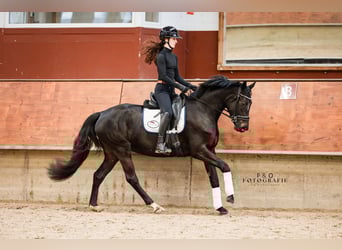 Westfaal, Merrie, 4 Jaar, 161 cm, Zwartbruin