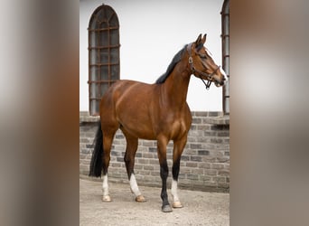 Westfale, Stute, 4 Jahre, 162 cm, Brauner