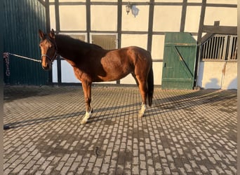 Westfaal, Merrie, 4 Jaar, 162 cm, Bruin