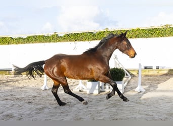 Westfaal, Merrie, 4 Jaar, 162 cm, Bruin