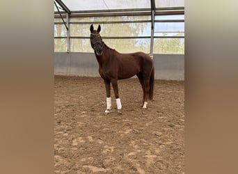 Westfaal, Merrie, 4 Jaar, 162 cm, Donkere-vos