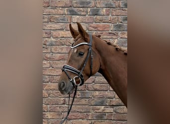 Westfaal, Merrie, 4 Jaar, 162 cm, Donkere-vos