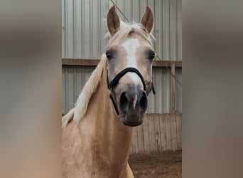 Westfaal, Merrie, 4 Jaar, 162 cm, Palomino