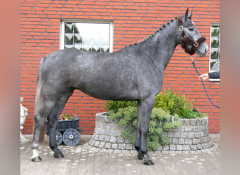 Westfaal, Merrie, 4 Jaar, 162 cm