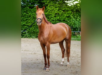 Westfaal, Merrie, 4 Jaar, 162 cm, Vos