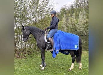 Westfaal, Merrie, 4 Jaar, 162 cm, Zwart