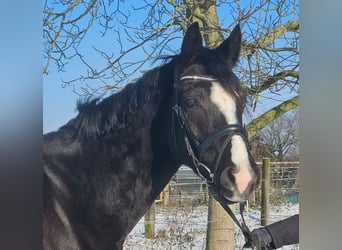 Westfaal, Merrie, 4 Jaar, 162 cm, Zwart