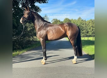 Westfaal, Merrie, 4 Jaar, 163 cm, Donkerbruin