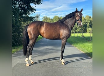 Westfaal, Merrie, 4 Jaar, 163 cm, Donkerbruin