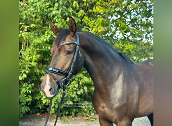 Westfaal, Merrie, 4 Jaar, 163 cm, Donkerbruin