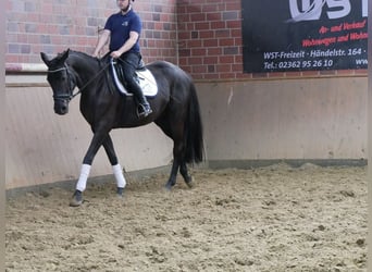 Westfaal, Merrie, 4 Jaar, 163 cm