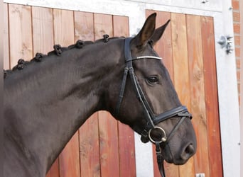 Westfaal, Merrie, 4 Jaar, 163 cm