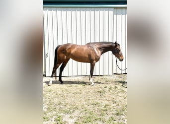 Westfaal, Merrie, 4 Jaar, 163 cm, Roodbruin