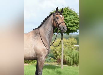 Westfaal, Merrie, 4 Jaar, 163 cm, Schimmel