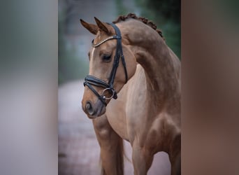 Westfaal, Merrie, 4 Jaar, 163 cm, Vos