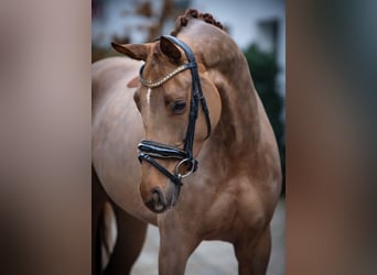 Westfaal, Merrie, 4 Jaar, 163 cm, Vos