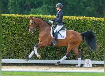 Westfaal, Merrie, 4 Jaar, 164 cm, Bruin